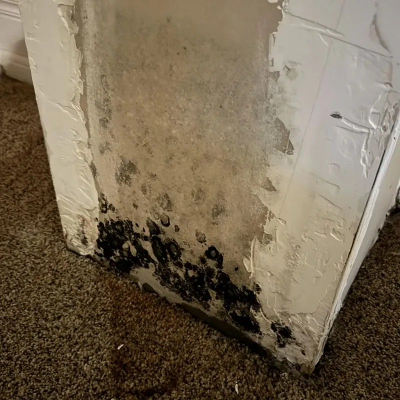 Professional Mold Removal in Page County, VA